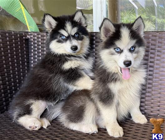 Puppy Pomsky Picture 2